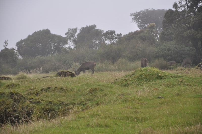 Sri Lanka, Horton Plains